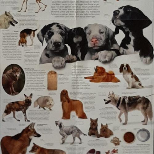 Hund_8